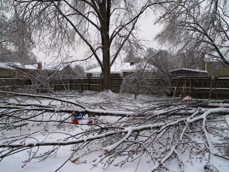 My back yard