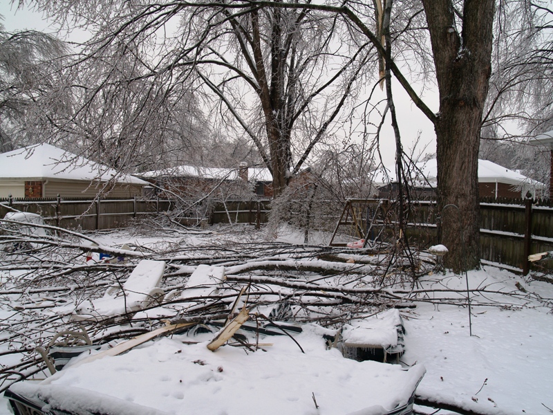 My poor trees